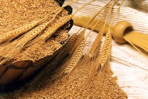 Σκληρό Σιτάρι